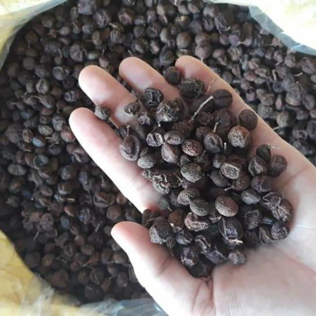 Hành Trình Khám Phá Hạt Mắc Mật – “Linh Hồn” Của Ẩm Thực Tây Bắc