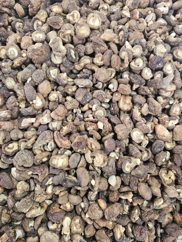 Nấm Hương Rừng