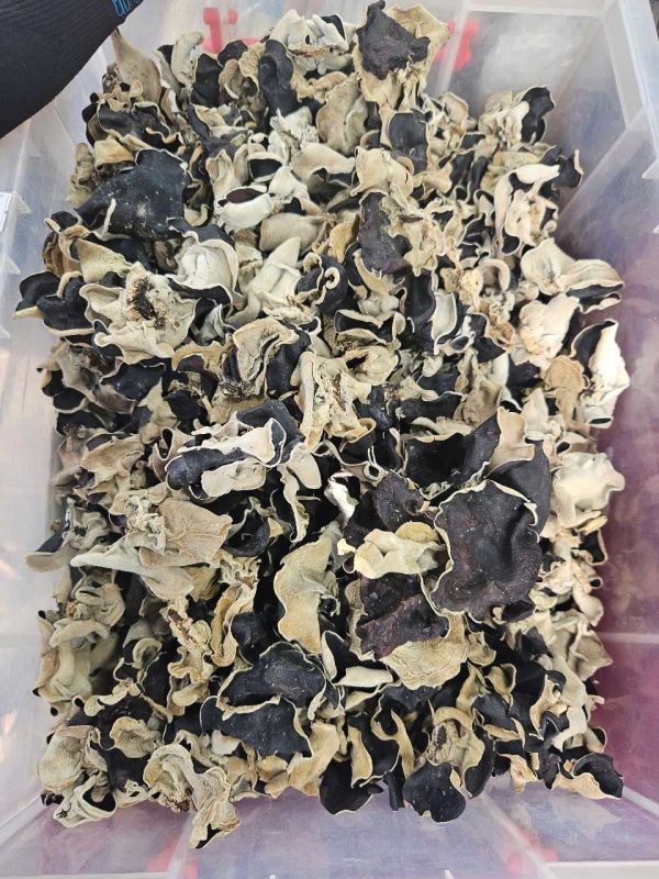 Mộc Nhĩ Đen Sapa